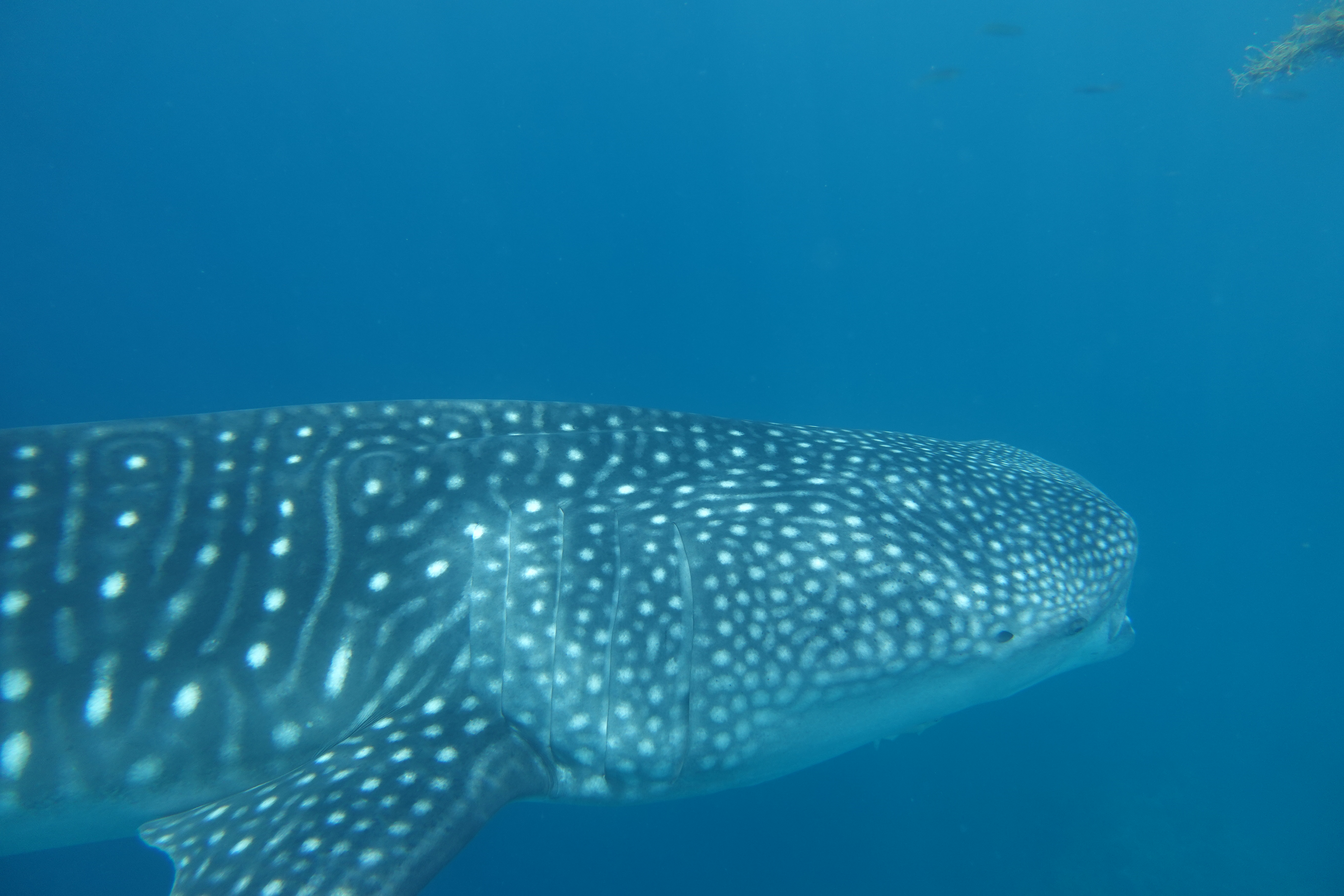 Whaleshark