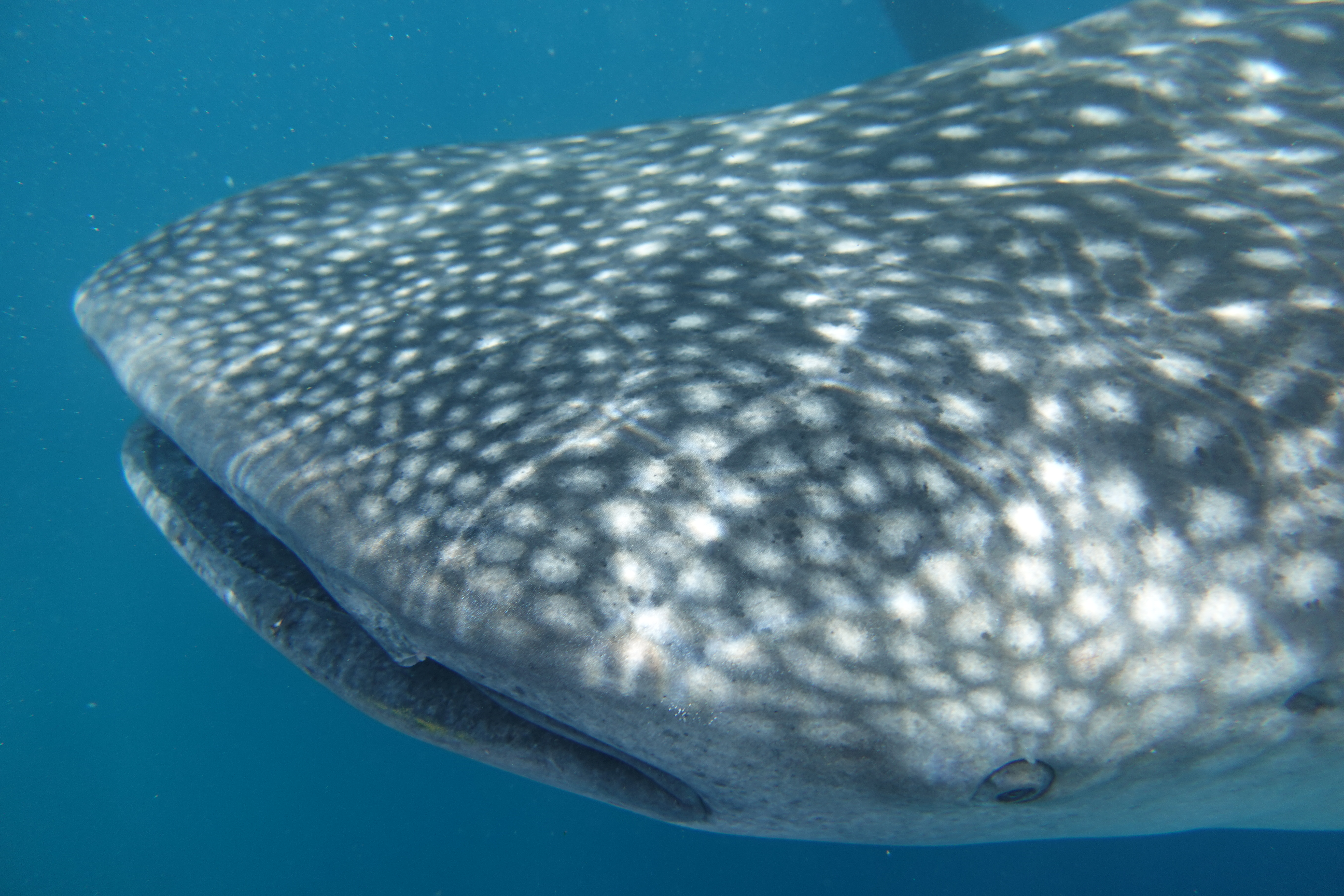 Whaleshark