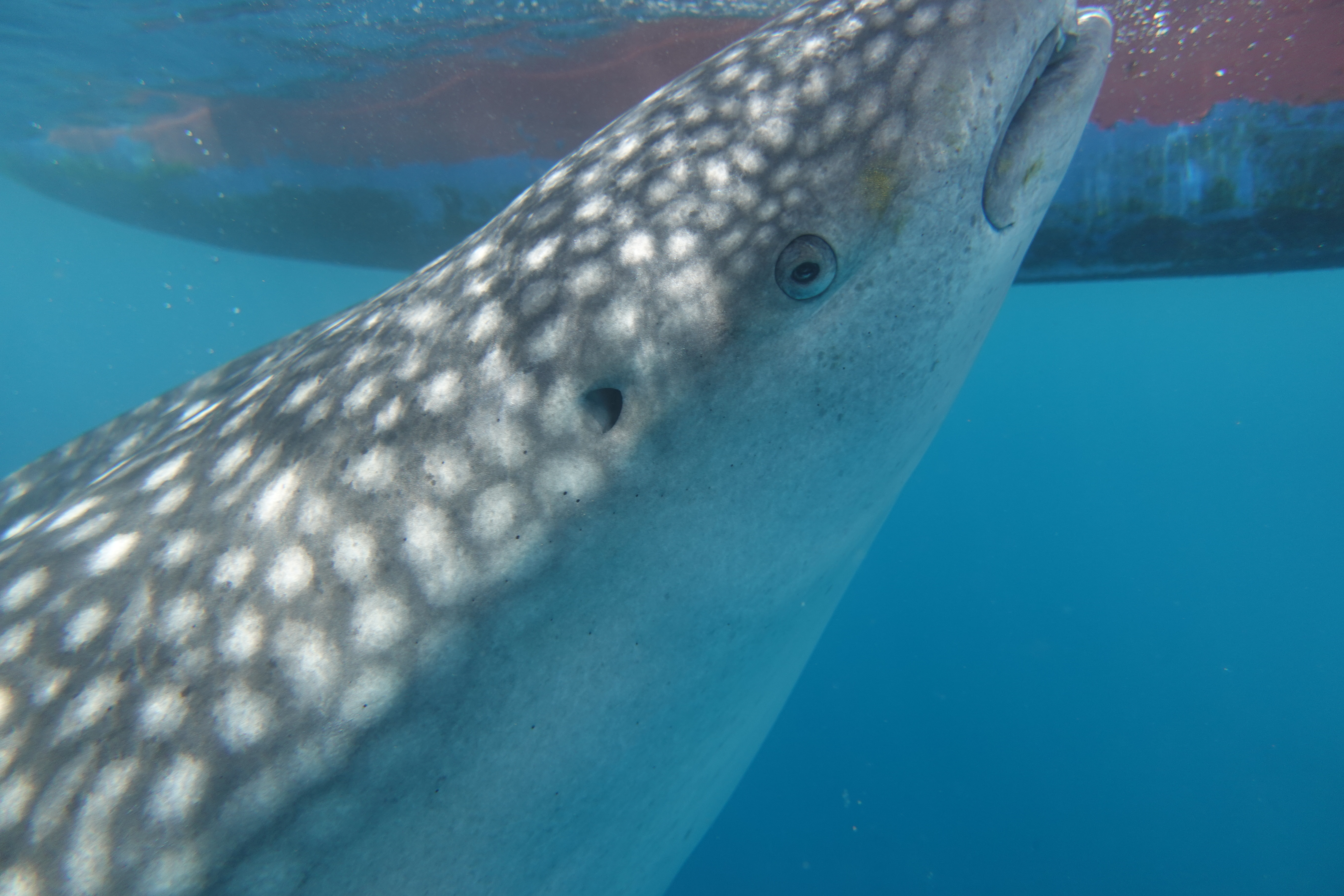 Whaleshark