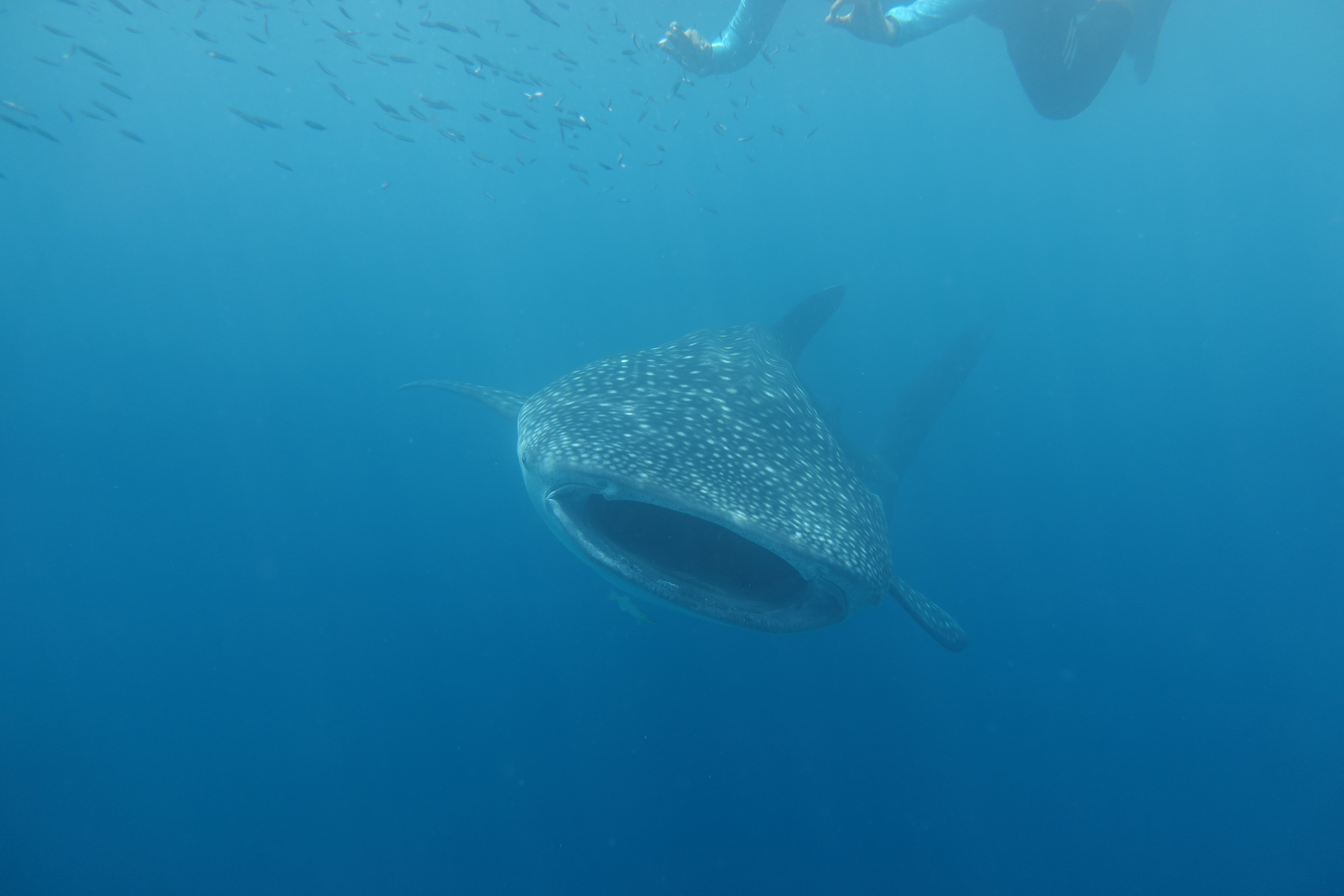 Whaleshark
