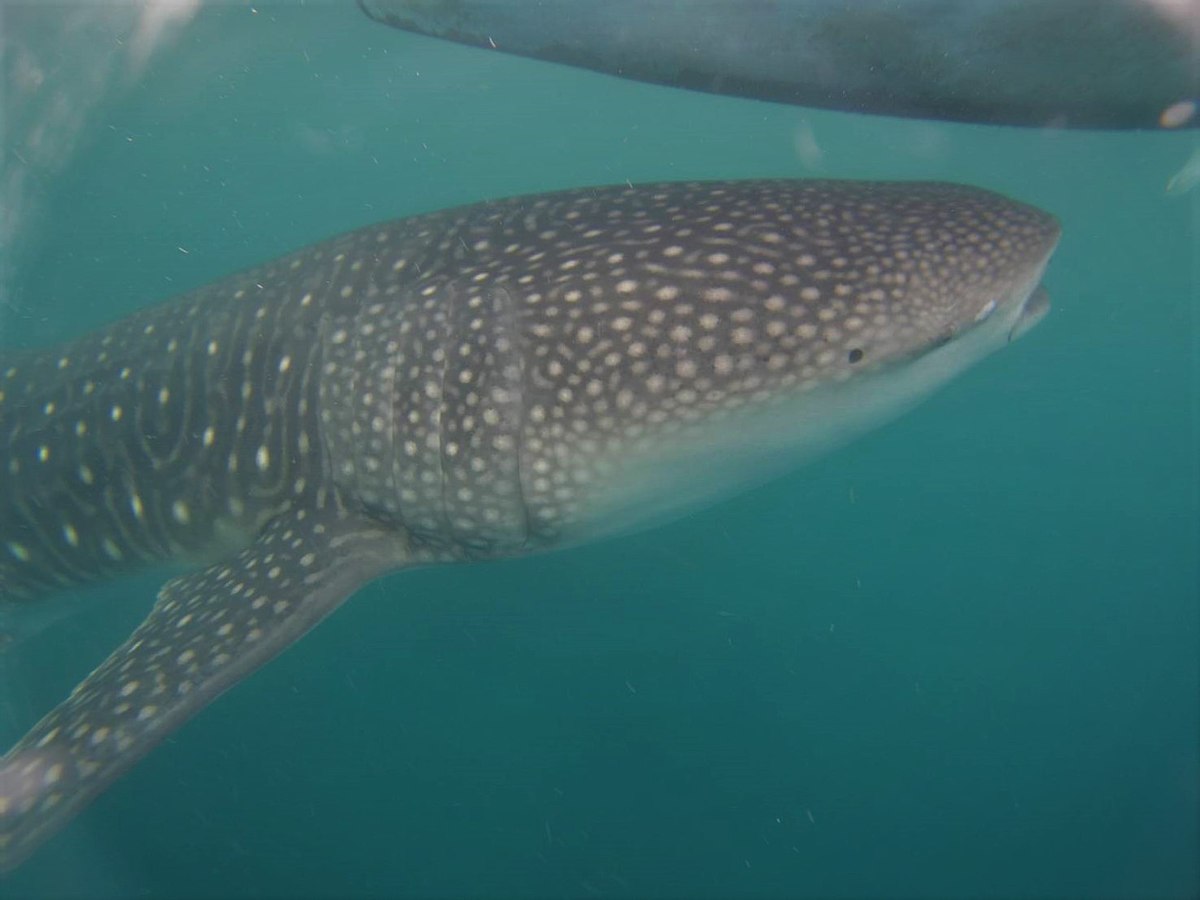 Whaleshark